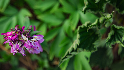 Obraz premium Purple bells catched during a blooming