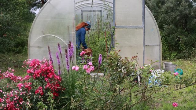 A young woman wearing in a denim shirt and a headscarf enters the greenhouse to harvest