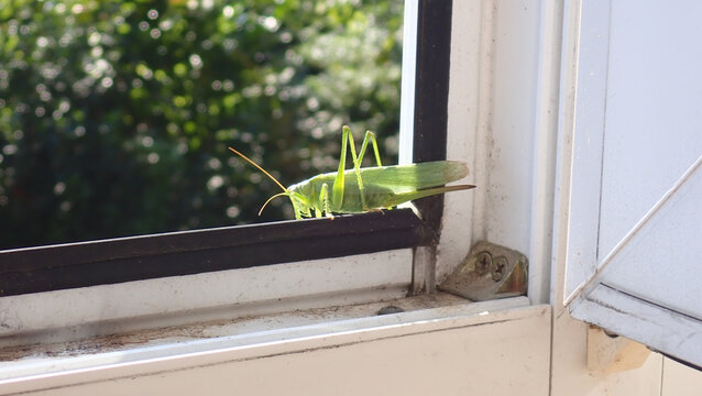 Green bush-cricket poised on window frame in natural close-up