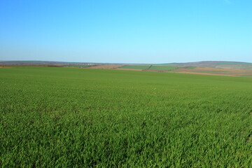 Obraz premium A grassy field with a blue sky