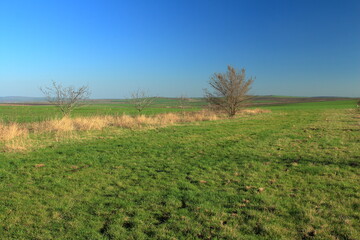 Fototapeta premium A grassy field with trees