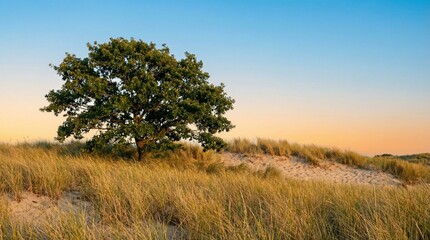 Fototapeta premium Single oak tree standing on grassy sand dunes at sunset