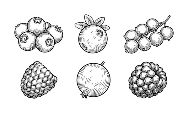 A set of hand-drawn berries in a vintage engraving style. Includes blueberry, raspberry, and currant. Ideal for organic food packaging, menus, and rustic farm branding.