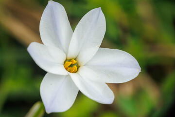 Fototapeta premium 野原に咲く白いハナニラの花
