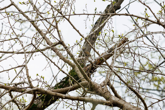 春の野山で囀るウグイス