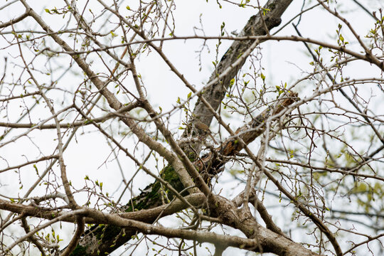 春の野山で囀るウグイス