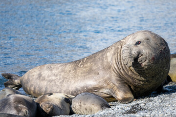 Obraz premium Elephan Seal Wallow