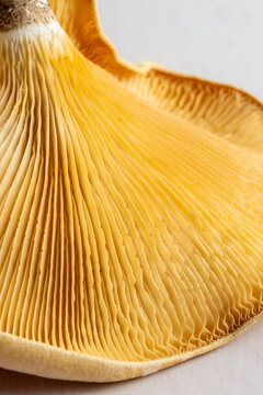 Close-up of mushroom gills on a light surface 