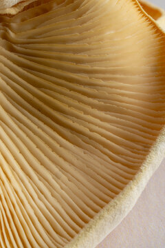 Close-up of mushroom gills on a light surface 