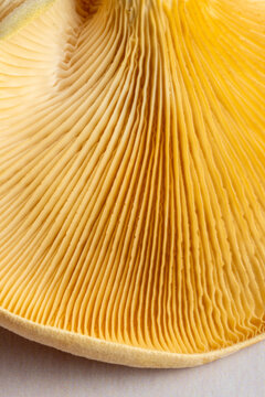 Close-up of mushroom gills on a light surface 