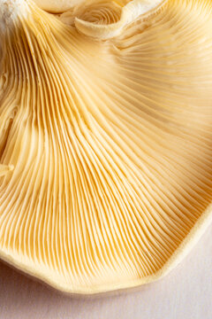 Close-up of mushroom gills on a light surface 
