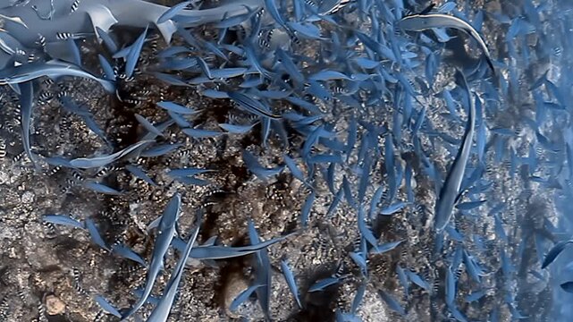 Witness a magnificent underwater ballet in Fiji. Nurse sharks, adorned with remora companions, gracefully navigate through a shimmering school of fish in the tropical reef during the day.