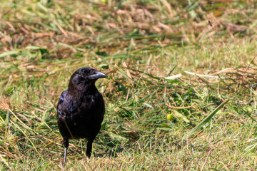 Fototapeta premium crow on the ground