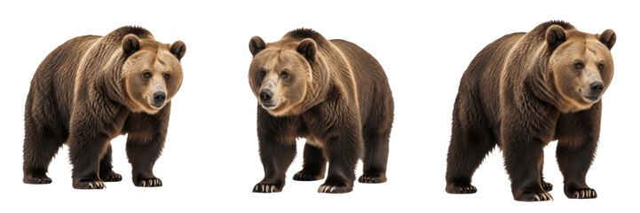 Fototapeta premium Brown Bear Ursus arctos in forest river catching salmon predator wildlife photography grizzly bear Kodiak bear wild animal portrait carnivore mammal species nature wilderness photography