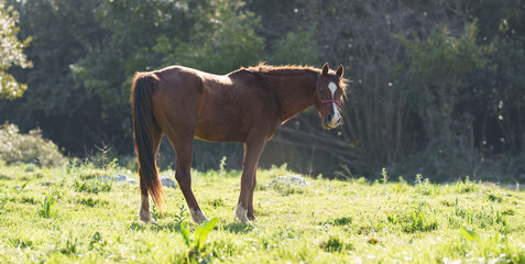 Obraz premium Chestnut Horse Standing in Sunlit Meadow by Forest