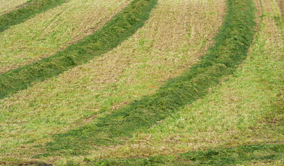 Cut Grass Windrows in Mown Field Agricultural Background © Vjom