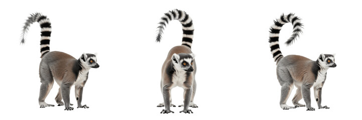 Ring-tailed Lemur Lemur catta in Madagascar forest landscape wildlife photography primate wild animal portrait prosimian species nature wilderness photography endemic wildlife © NigCocu