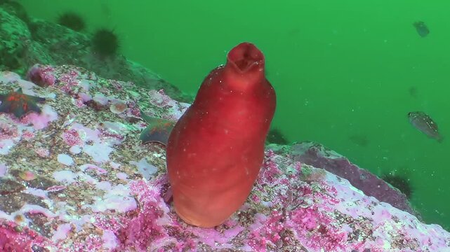 A vibrant scarlet sea squirt softly unfurls its siphon on a colorful, encrusted rock in the mystical Sea of Japan. Tiny fish gracefully glide past this living gem, revealing a serene aquatic realm.