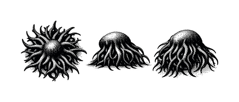 Kelp forest kelp holdfast A realistic kelp holdfast from a kelp forest represented as one object in three views: top view showing branching grip structure,