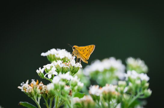 Orange moth sitting on white flowers in a park at West Point Dam in Alabama.