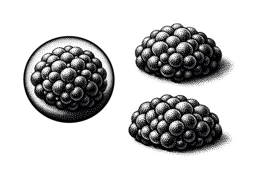 Algae bloom microscopic algae cluster illustrated as magnified aggregate in circular view, oblique angled view, and compact clump view representing one colony.