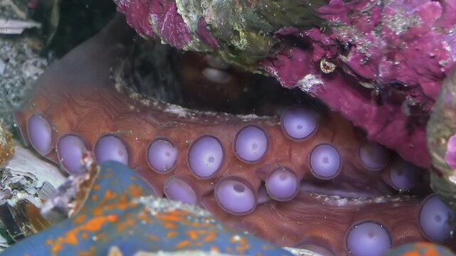 A magnificent octopus displays its patterned tentacles and vibrant suckers nestled among colorful rocks. A bright blue creature with orange spots rests nearby in the deep Sea of Japan.