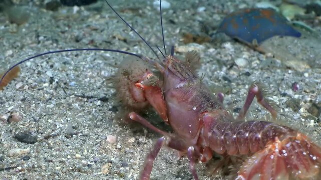 A reddish-brown crustacean gracefully explores the granular seabed of the Sea of Japan.