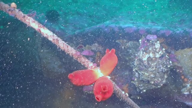 Witness the luminous crimson ascidians clinging gracefully to a weathered rope deep within the mysterious Sea of Japan. Tiny fish dart among reef formations, painting a serene aquatic portrait.