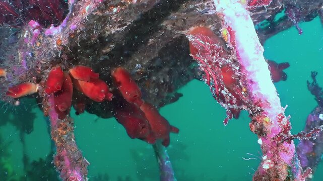 Vibrant marine life flourishes on submerged structures in azure waters of Sea of Japan. Small fish gracefully navigate among vivid red ascidians and encrusting corals. Serene underwater spectacle.