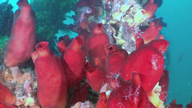 Explore mesmerizing Sea of Japan where brilliant crimson sea squirts create living tapestry. Tiny fish dance through this flourishing underwater garden, serene glimpse into its vibrant marine beauty.