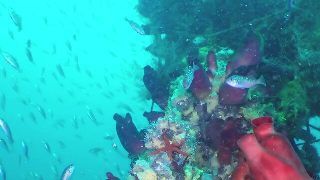 Exquisite underwater world comes alive in Sea of Japan. Schools of shimmering fish gracefully navigate colorful habitat adorned with vivid red and dark sponges, along with striking red starfish.