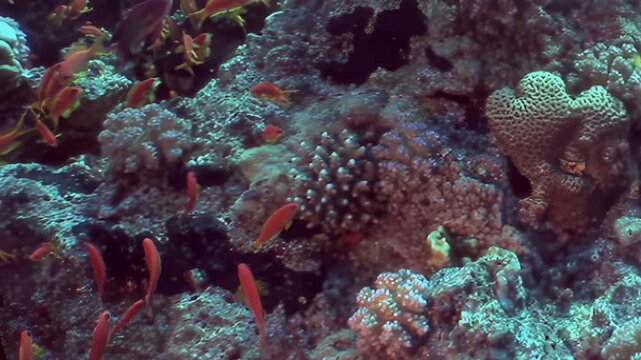 Hundreds of brilliant orange fish gracefully swim through an intricate tapestry of stony corals and brain corals.