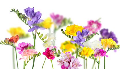 Fototapeta premium Beautiful freesia flowers on white background, selective focus
