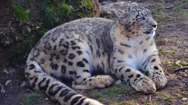 Close up of a snow leopard resting on the ground and looking around on a cloudy autumn day