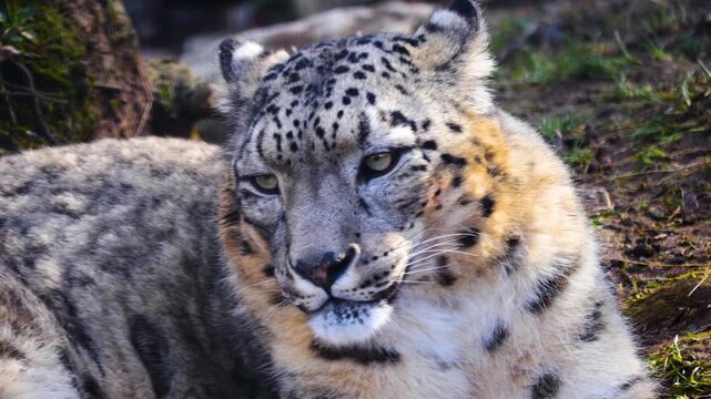 Close up of a snow leopard resting on the ground and looking around on a cloudy autumn day