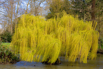 Naklejka premium Spring landscape, Salix babylonica tree along the river shore, Green leaves of pendulous branchlets, Weeping willow (Treurwilg) is a species of willow native to dry areas, Greenery natural background.