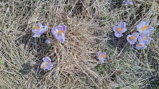 Light purple crocus reticulatus blooms with orange stamens in dry grass during winter in a top down view of the flowers