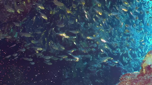 A magnificent school of myriad, small silver fish gracefully swirls through the vibrant blue water near a coral reef during the day. Their collective movement creates a stunning, dynamic spectacle.