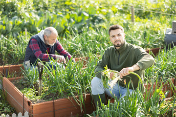 Obraz na płótnie Canvas Man farmer harvests spring onion in field, performs agricultural work in subsidiary farm. Worker from group of granger assistants is preparing fresh green onion for shipment.