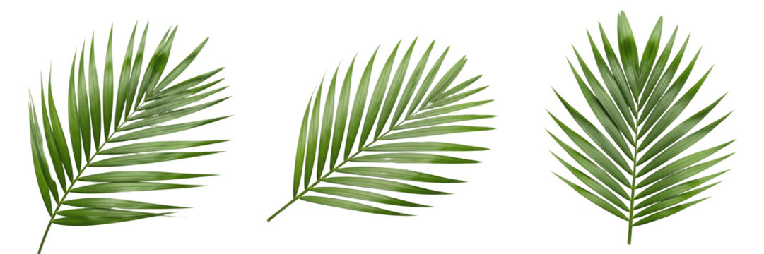 Palm Leaf Isolated on White Background - Arecaceae - Summer Tropical Foliage, Feuille de palmier, Hoja de palmera, Botanical Graphic for Beach Design, High Quality Nature Cutout.