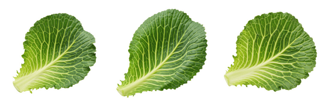 Cabbage Leaf Isolated on White Background - Brassica Oleracea - Brassica Foliage, Chou, Repollo, Botanical Graphic for Vegetable Design, High Quality Nature Cutout.