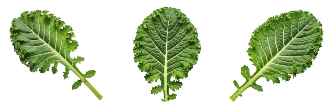 Kale Leaf Isolated on White Background - Brassica Oleracea Sabellica - Curly Foliage, Chou fris&eacute;, Col rizada, Botanical Graphic for Juice Design, High Quality Nature Cutout.