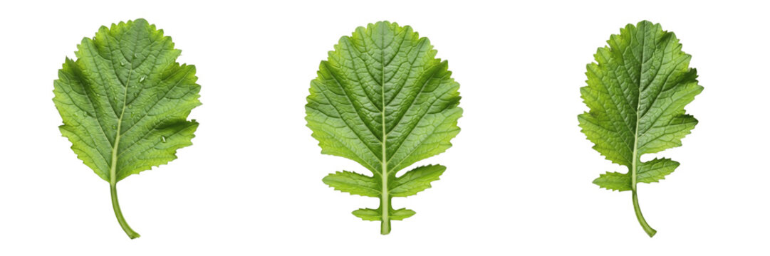 Mustard Leaf Isolated on White Background - Brassica Juncea - Spicy Green Foliage, Moutarde, Mostaza, Botanical Graphic for Agriculture Design, High Quality Nature Cutout.