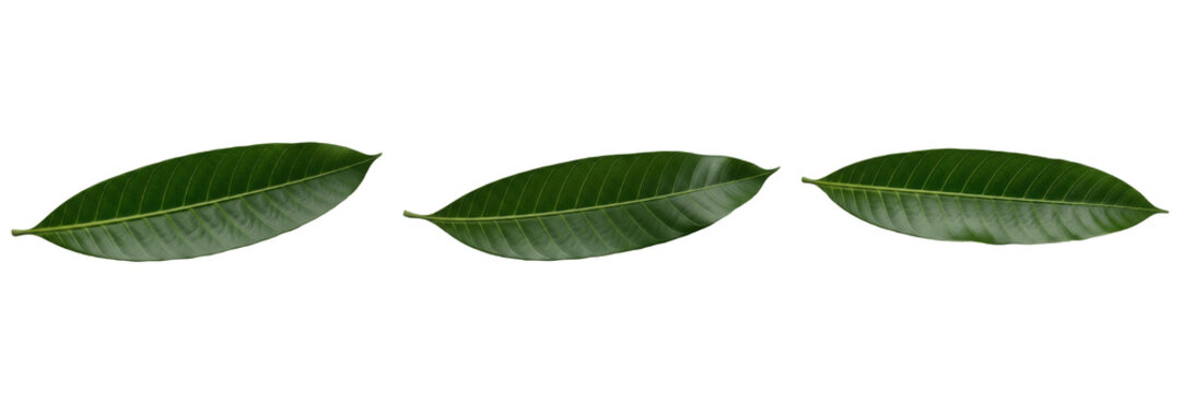 Mango Leaf Isolated on White Background - Mangifera Indica - Tropical Evergreen Foliage, Manguier, Mango, Botanical Graphic for Asian Design, High Quality Nature Cutout.
