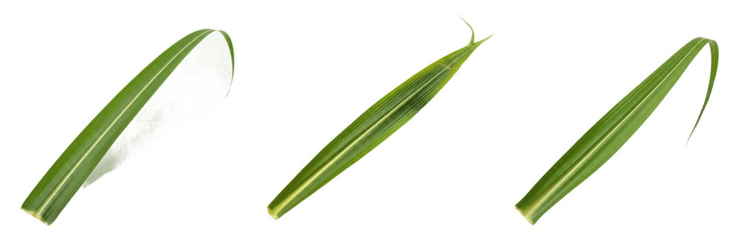 Sugarcane Leaf Isolated on White Background - Saccharum Officinarum - Sweet Grass Foliage, Canne &agrave; sucre, Ca&ntilde;a de az&uacute;car, Botanical Graphic for Sugar Design, High Quality Cutout.