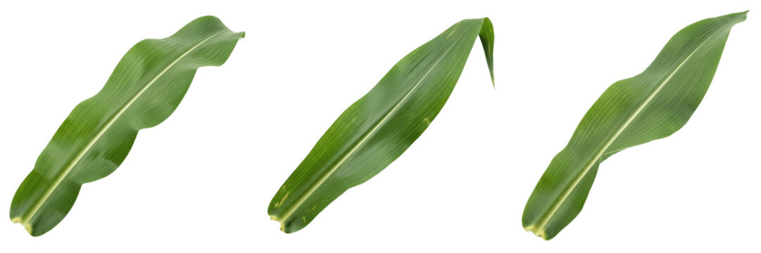 Corn Leaf Isolated on White Background - Zea Mays - Maize Foliage, Ma&iuml;s, Ma&iacute;z, Botanical Graphic for Harvest Design, High Quality Nature Cutout Element.