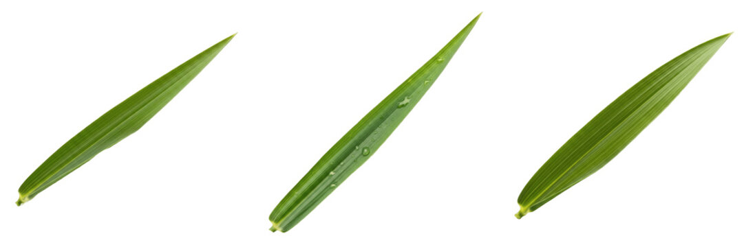 Barley Leaf Isolated on White Background - Hordeum Vulgare - Cereal Foliage, Orge, Cebada, Botanical Graphic for Brewing Design, High Quality Nature Cutout Element.