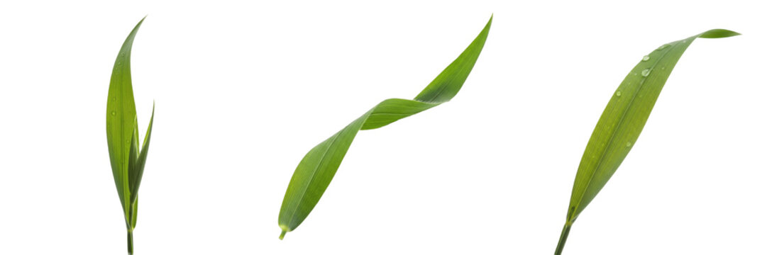 Oat Leaf Isolated on White Background - Avena Sativa - Porridge Foliage, Avoine, Avena, Botanical Graphic for Cereal Design, High Quality Nature Cutout Element.