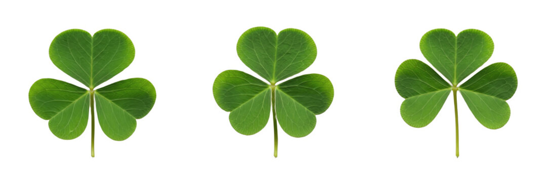 Shamrock Leaf Isolated on White Background - Oxalis - Saint Patrick Foliage, Tr&egrave;fle irlandais, Tr&eacute;bol de la suerte, Botanical Graphic for Holiday Design, High Quality Cutout.