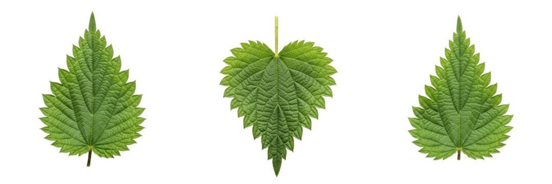 Nettles Leaf Isolated on White Background - Urtica Dioica - Stinging Foliage, Ortie, Ortiga, Botanical Graphic for Medicinal Design, High Quality Nature Cutout Element.